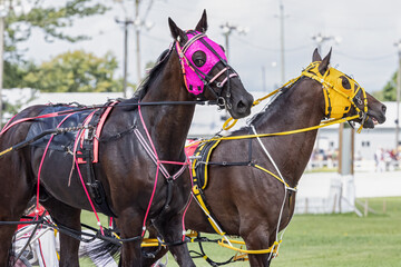 Harness Racing Horses in Colorful Gear with Pink and Yellow Blinkers