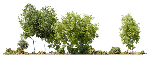 Oak Tree Transparent Cutout PNG with Green Leaves