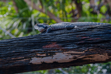 lizard on a tree trunk