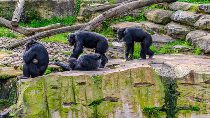 gorillas having a nice day in the zoo