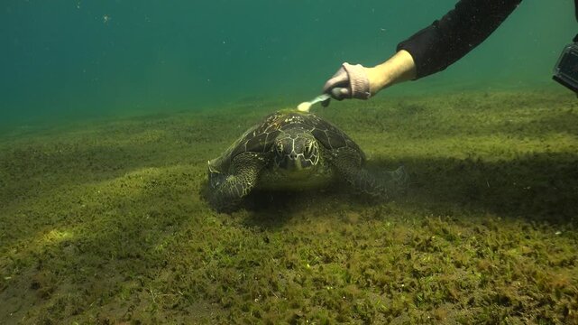 Diver cleans the shell of a young green sea turtle (Chelonia mydas) with a white toothbrush in Tulamben, Bali. The turtle stays calm and continues grazing on seagrass.