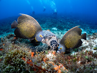 Sea Turtle Resting on Reef with French Angelfish, Caribbean Sea