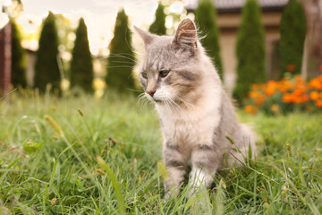 Cute cat on green grass outdoors, space for text. Adorable pet
