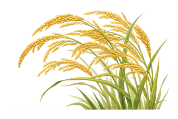 Golden rice stalks with green leaves on transparent background