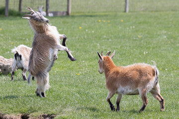Domestic Goats (Capra hircus) Playfully Sparring in Green Pasture