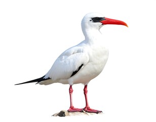 Obraz premium Majestic Red-billed Tropicbird in Vivid Detail