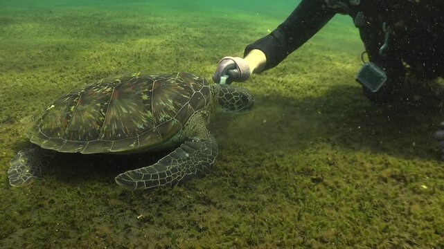 Diver wearing a glove cleans the shell of a small green sea turtle with a toothbrush while it continues feeding on seagrass underwater.