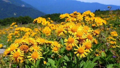 Fototapeta premium Field of vibrant yellow flowers with green foliage, against backdrop of mountains
