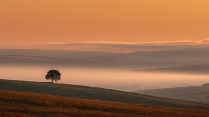 Obraz premium Solitary Oak at Dawn - Misty Valley Landscape in Warm Golden Hues.