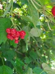 Obraz premium Close-up of vibrant red berries glistening with morning dew among lush green leaves, showcasing the fresh, organic beauty of nature's summer harvest