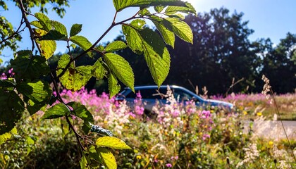 Summer meadow scene with leaves framing a blurred car and colorful wildflowers