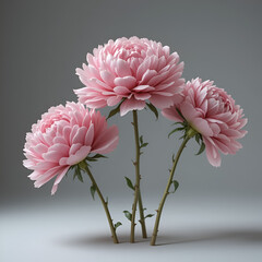 Photorealistic studio shot of three lush, fully bloomed pink peonies with ruffled petals, arranged loosely in a shallow horizontal line but distinctly separate, showing short green stems.