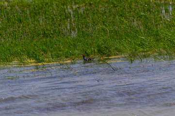 Common Gallinule at Shiawassee National Wildlife Refuge, near Saginaw, Michigan.