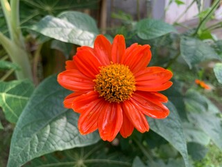orange flower and bee
