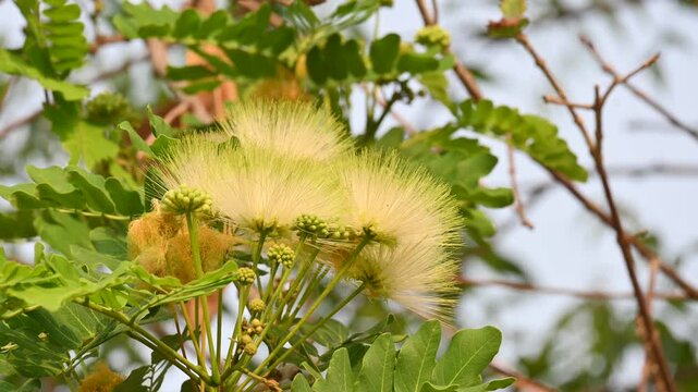 Albizia lebbeck flowers. Its Common names shirisha tree, siris,&nbsp;Indian siris,&nbsp;East Indian walnut,&nbsp;Broome raintree,&nbsp;lebbeck,&nbsp;lebbek tree,&nbsp;frywood, flea tree and&nbsp;woman's tongue tree.
