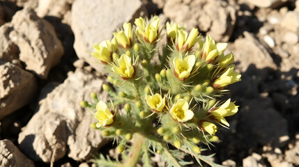 Hairy Onosma bracteosa plant with pale yellow tubular flowers and dense bracts, growing in sunlit rocky steppes. A drought-resistant species from the Boraginaceae family.