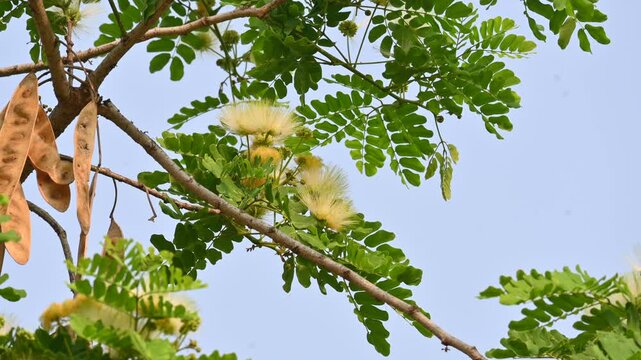 Albizia lebbeck flowers. Its Common names shirisha tree, siris,&nbsp;Indian siris,&nbsp;East Indian walnut,&nbsp;Broome raintree,&nbsp;lebbeck,&nbsp;lebbek tree,&nbsp;frywood, flea tree and&nbsp;woman's tongue tree.
