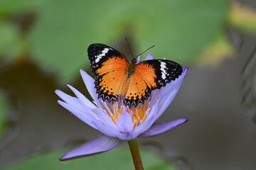 Butterfly 2022-4b
Leopard Lacewing (Cethosia Cyane)