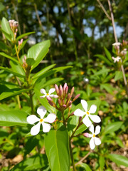 Ballota nigra blooms in nature