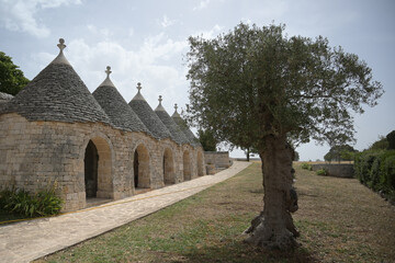 trulli in fila in campagna con un albero di ulivo