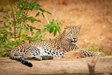 leopard resting on the ground giving a majestic look taken at sri lanka by using a DSLR camera