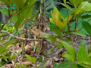 A garden chameleon blends with the branch in the green leaves