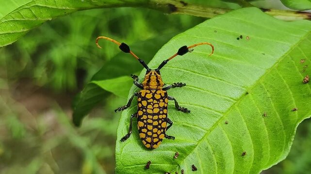 Common Tuft-bearing Longhorn (Aristobia approximator) on leaf