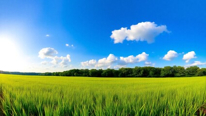 Vast green wheat field under a bright blue sky with fluffy white clouds