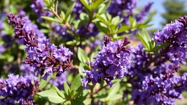 close-up of ceanothus blue pacific tree outdoor in sunny backyard