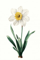 Daffodil narcissus botanical illustration on white background