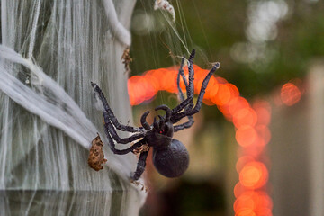 Black spider prop hangs on thick cobweb strands with glowing orange lights in the background....