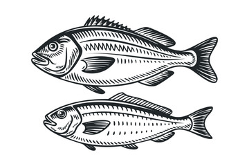 Fototapeta premium Two distinct fish depictions shown from the side. Vector hand drawn illustration