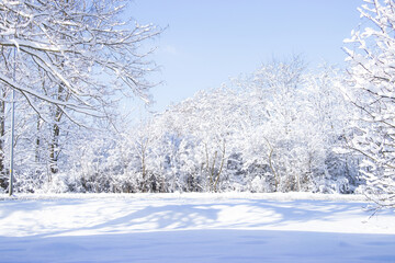 Winter landscape featuring snow-covered trees and a serene white field under a clear blue sky, creating a tranquil and peaceful atmosphere in nature