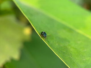 Close-up macro shot of a shiny blue flea beetle on a green leaf. Detailed insect photography showing texture, antenna, and natural habitat. Perfect for biology, entomology, and nature concepts.
