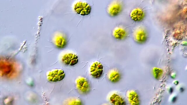 Pandorina green algae under microscope 