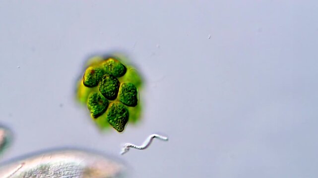 Gonium Microalgae Spinning in Freshwater Environment