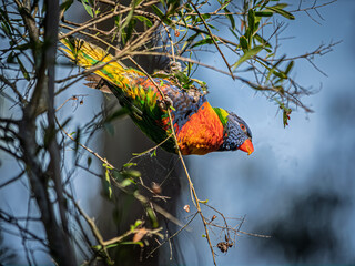 Really Colorful Lorikeet On Narrow Branch