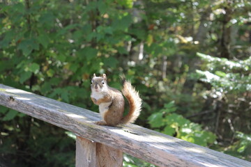 Close-up of a squirrel in the park. Wildlife in the forest.	