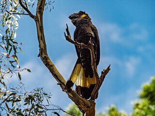 Yellow Tail Black Cockatoo Looks Right