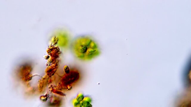 Gonium Green Algae Rotating Colony Under Microscope