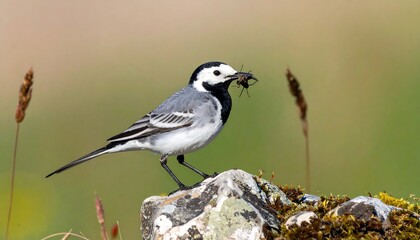 White wagtail perched on a rock