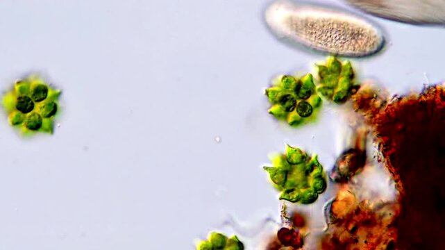 Life of freshwater microorganism under microscope, protozoa and green algae 