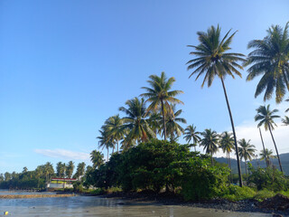 palm trees on the beach