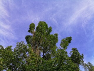 Blue sky and tree