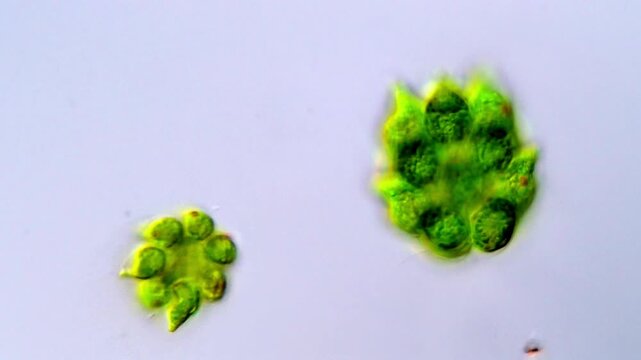 Gonium Microorganisms Swimming and Rotating Collectively