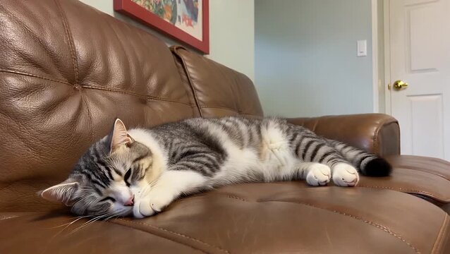 tranquil feline, grey-colored cat resting in slumber upon sofa
