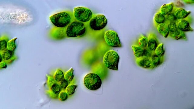 Movement of Green algae microorganism under DIC microscope