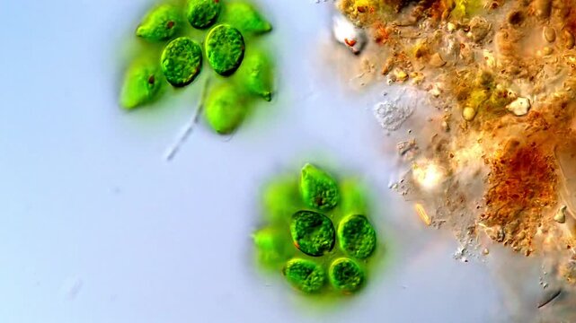 Microscopic Footage of Motile Gonium Chlorophyta