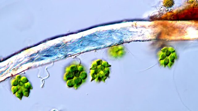 Microscopic Video of Gonium Chlorophyta Swimming Colony