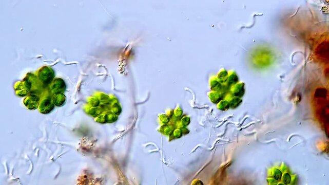 Close-up of Green Algae Gonium Moving Under Microscope